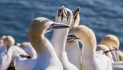 世俱杯决赛-美国橄榄球超级碗精彩收官，橄榄球超级碗是什么意思