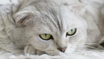 世俱杯直播-中国女排新战术体系初见成效，中国女排站位战术