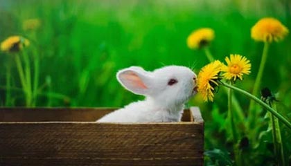 世俱杯直播-利比亚队惊险逼平，突尼斯队难抵压力，突尼斯 利比亚难民