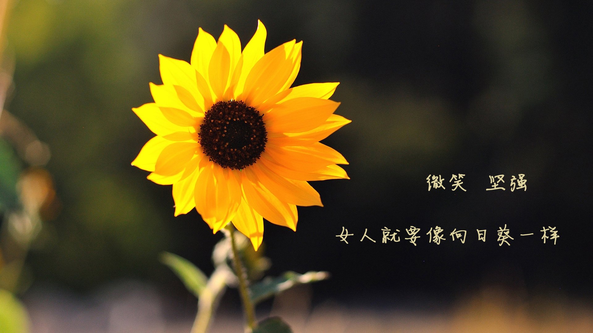 破纪录的瞬间：欧冠历史上的“最”之一，欧冠历史排行榜