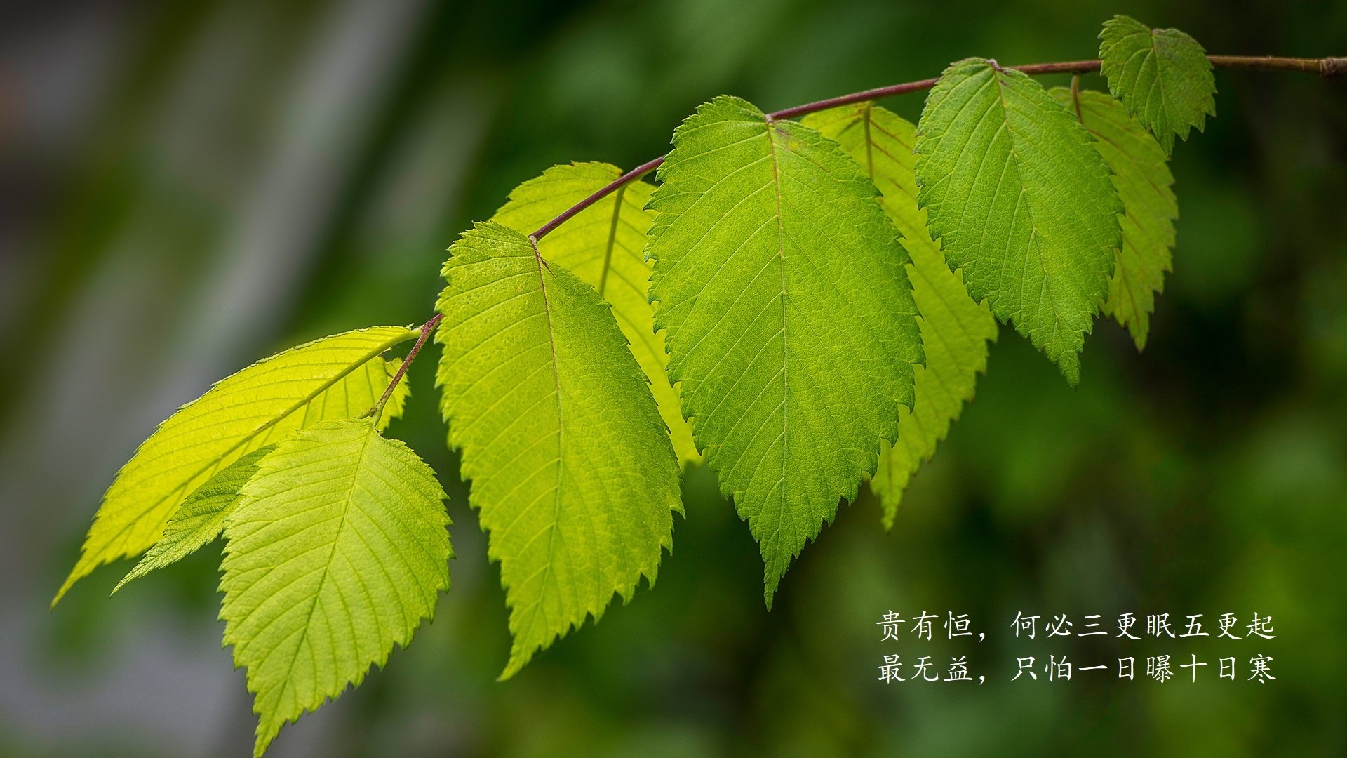 塞尔维亚主场告捷，晋级形势乐观，塞尔维亚联赛