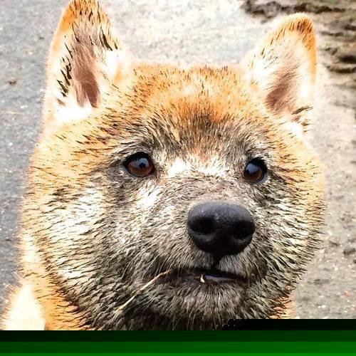 五大联赛技术犯规数量与高强度比赛数量是否同步上升，五次技术犯规