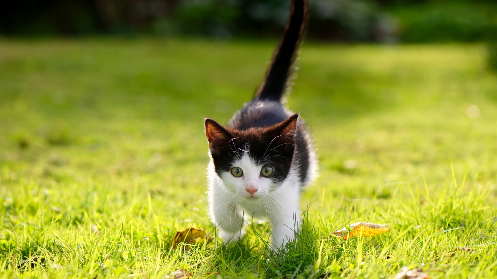 博卡前锋把握机会能力需加强，博卡前锋把握机会能力需加强吗