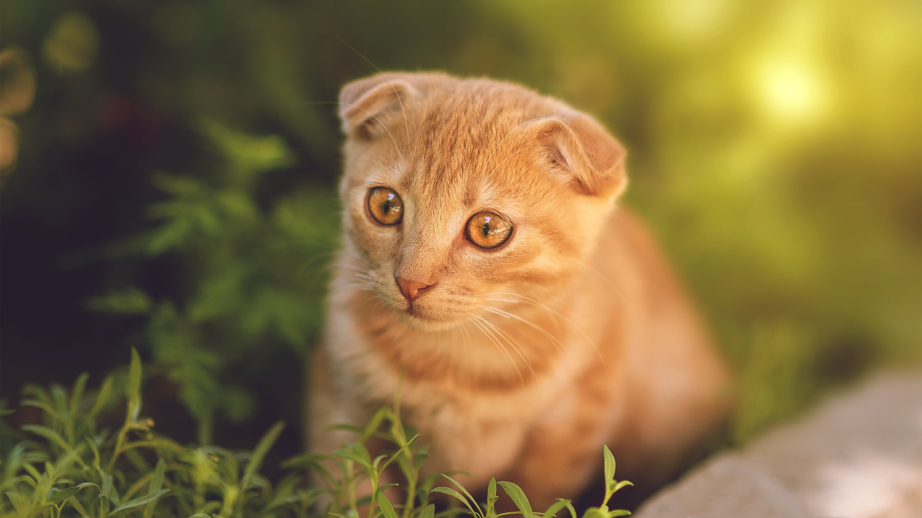 基层足球缺乏长效机制，足球训练存在的问题