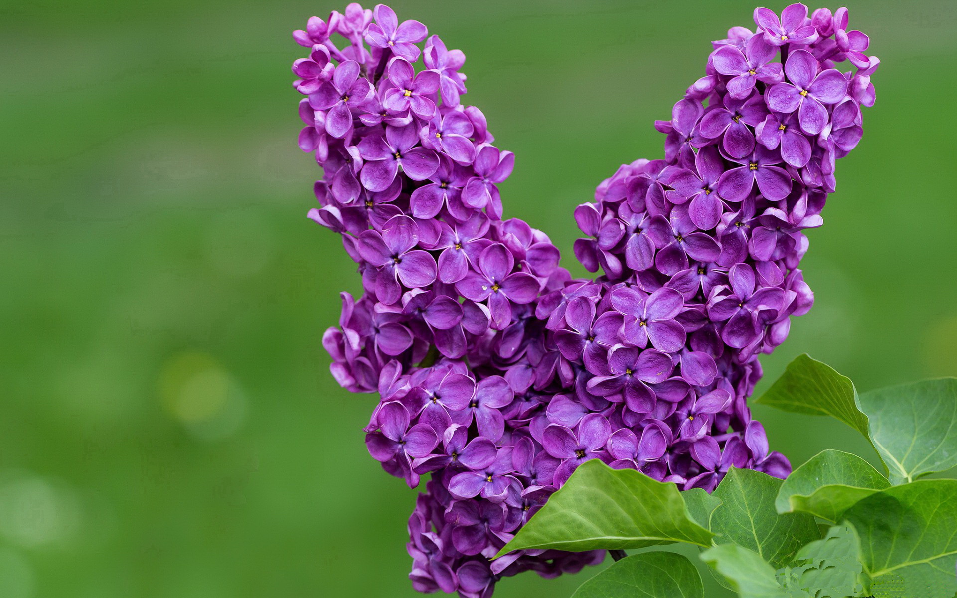 转会窗口即将关闭，新月加速引援