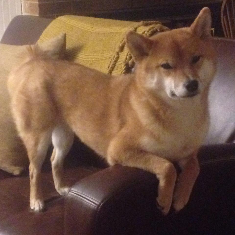 “马丁·高尔西：防守与进攻并行的全能球员，未来可期”