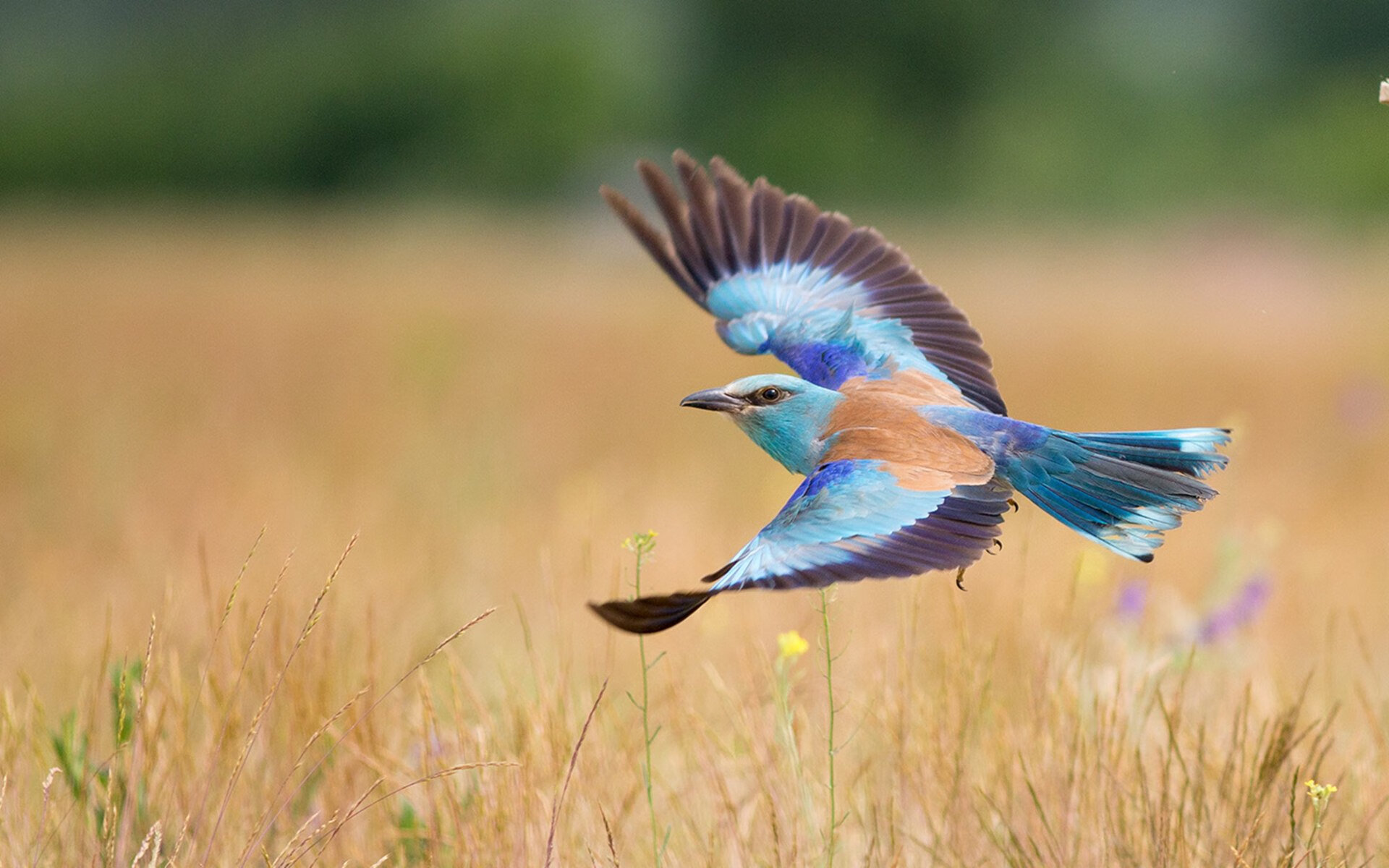 俱乐部冠军杯官网-世界杯最后一刻：绝平扳平的奇迹时刻，世界杯最后一刻_绝平扳平的奇迹时刻在线观看