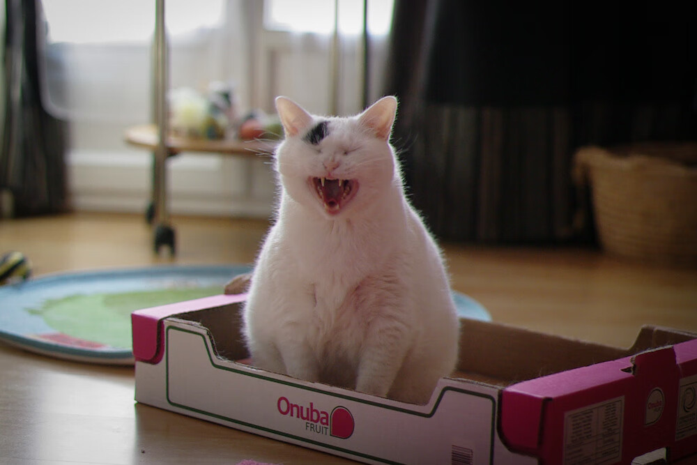 乔·莫伊：作为全黑队前锋核心，他在比赛中的表现堪称一流，乔乔莫伊斯作品