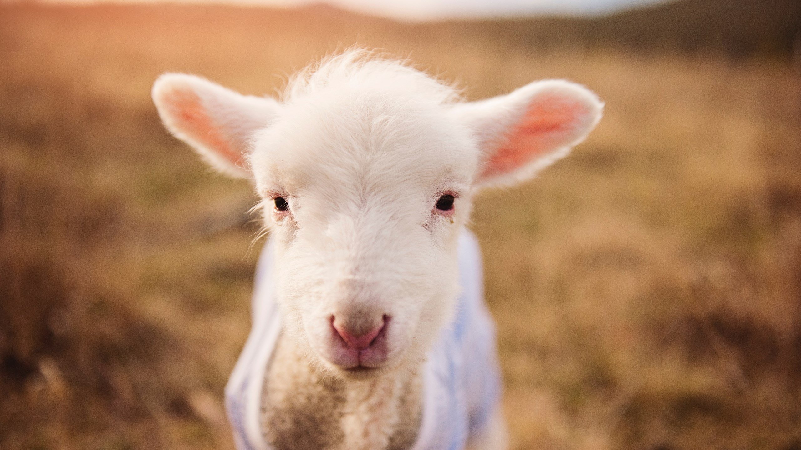 斯洛伐克女篮在欧洲预赛中表现优异，格局逐步建立，斯洛伐克女篮国手