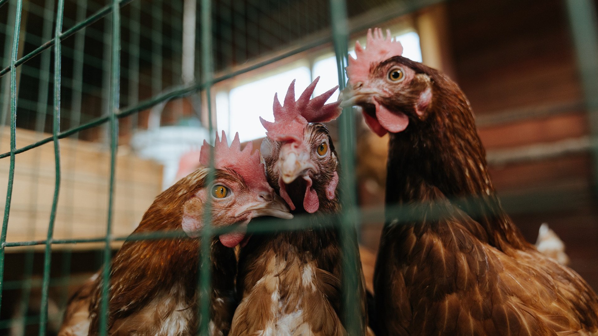 新西兰全黑队进攻套路多样，突破防线如行云流水，新西兰 all black