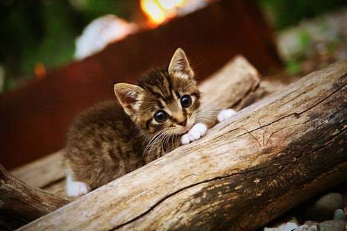 极限运动纪录片荣获国际奖项，极限运动冠军