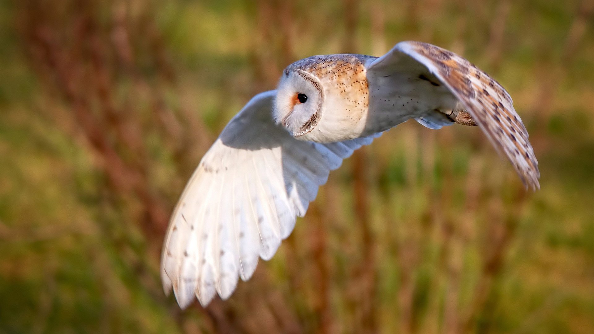 欧洲杯高潮不断：战术变化不断引领潮流！，欧洲杯高光时刻