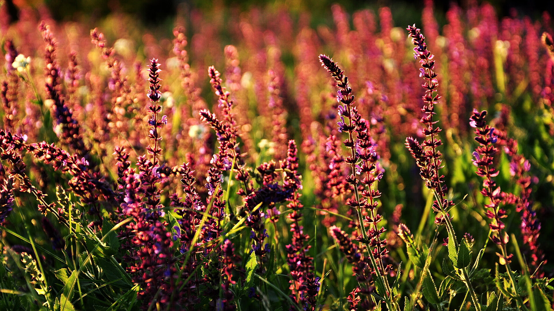 球队在客场实现逆转胜利增强队伍凝聚力和自信心，球队在主场有什么优势