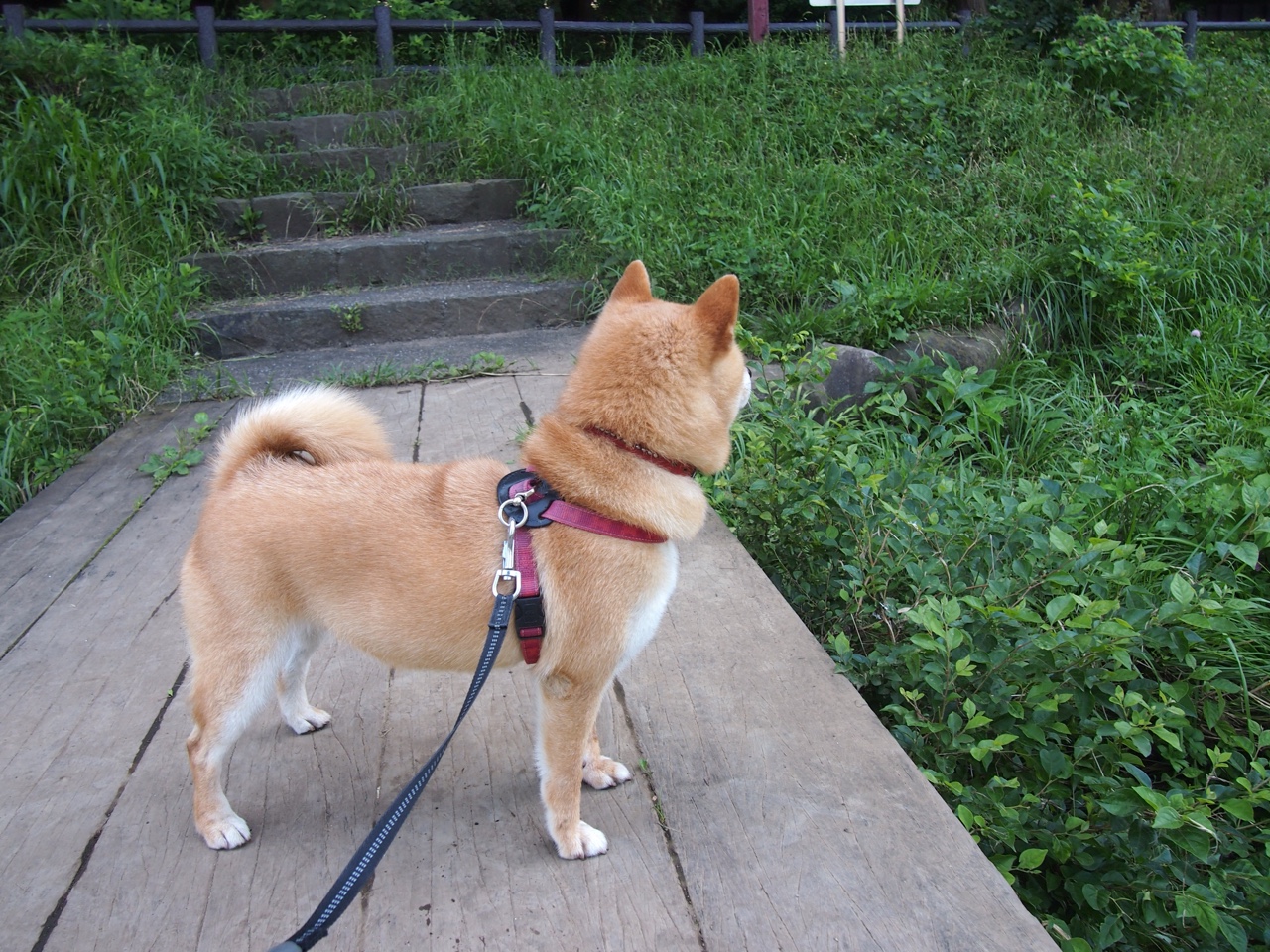 科特迪瓦男篮在非洲锦标赛中持续发光，体育崛起加速，非洲 科特迪瓦