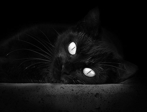 美洲杯逆境崛起：英雄辈出成就奇迹！，美洲杯 百科